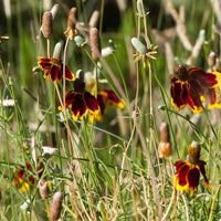 Ratibida columnifera pulcherrima - Präriehut Pulcherrima - Blühende Stauden