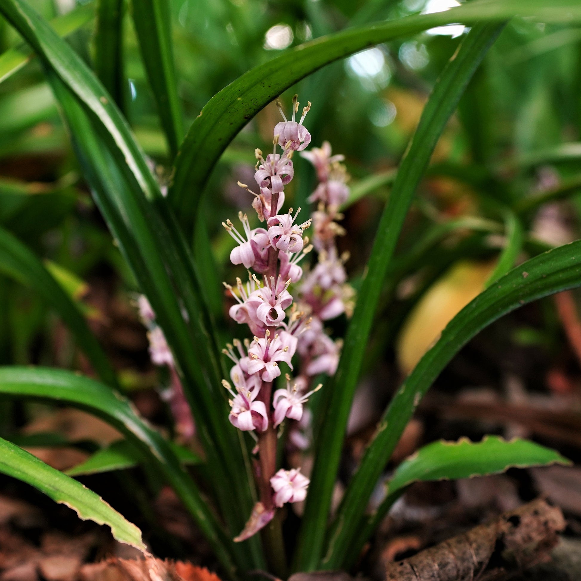 Chinesisches Maiglöckchen - Reineckea carnea - Bakker
