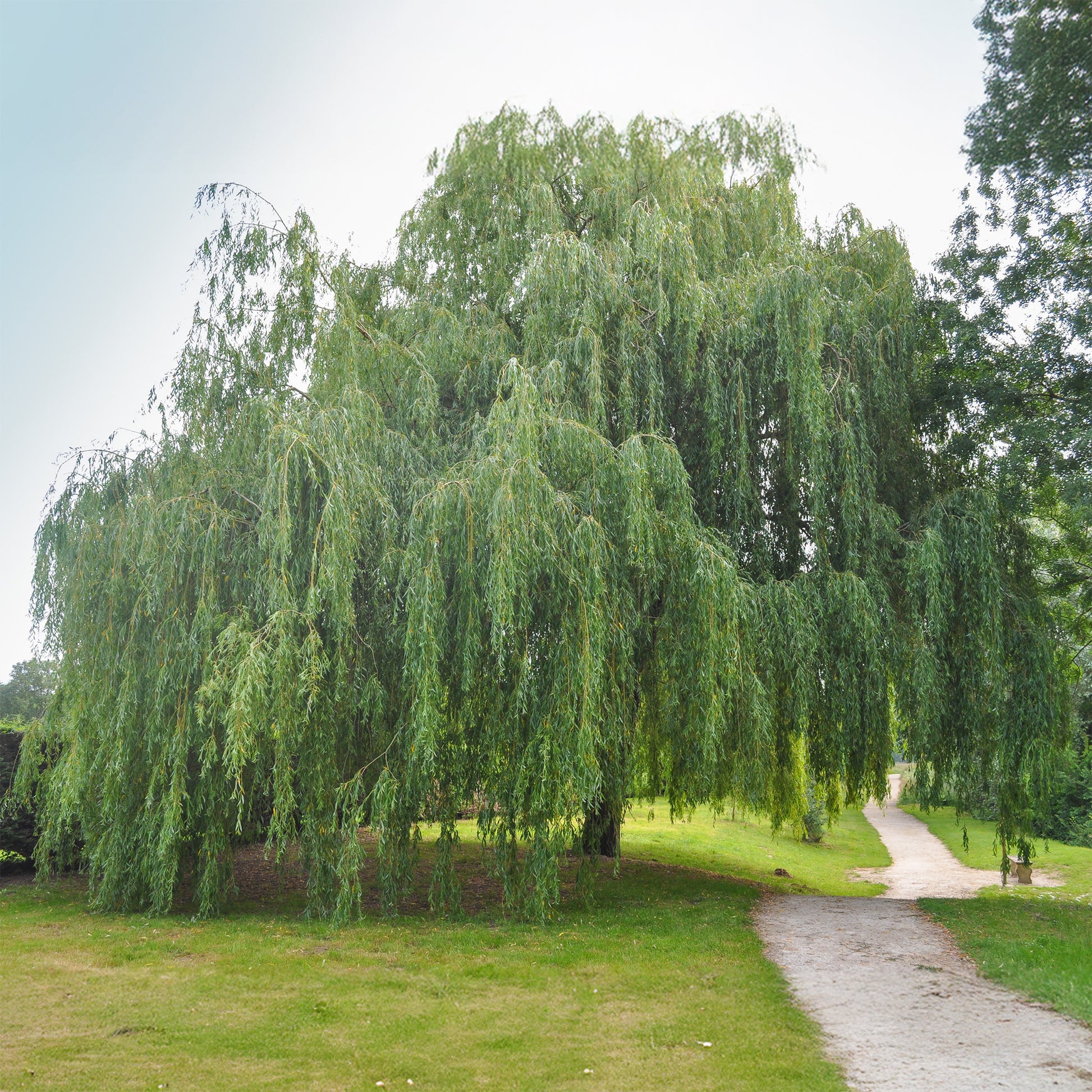Trauerweide - Salix babylonica - Bakker