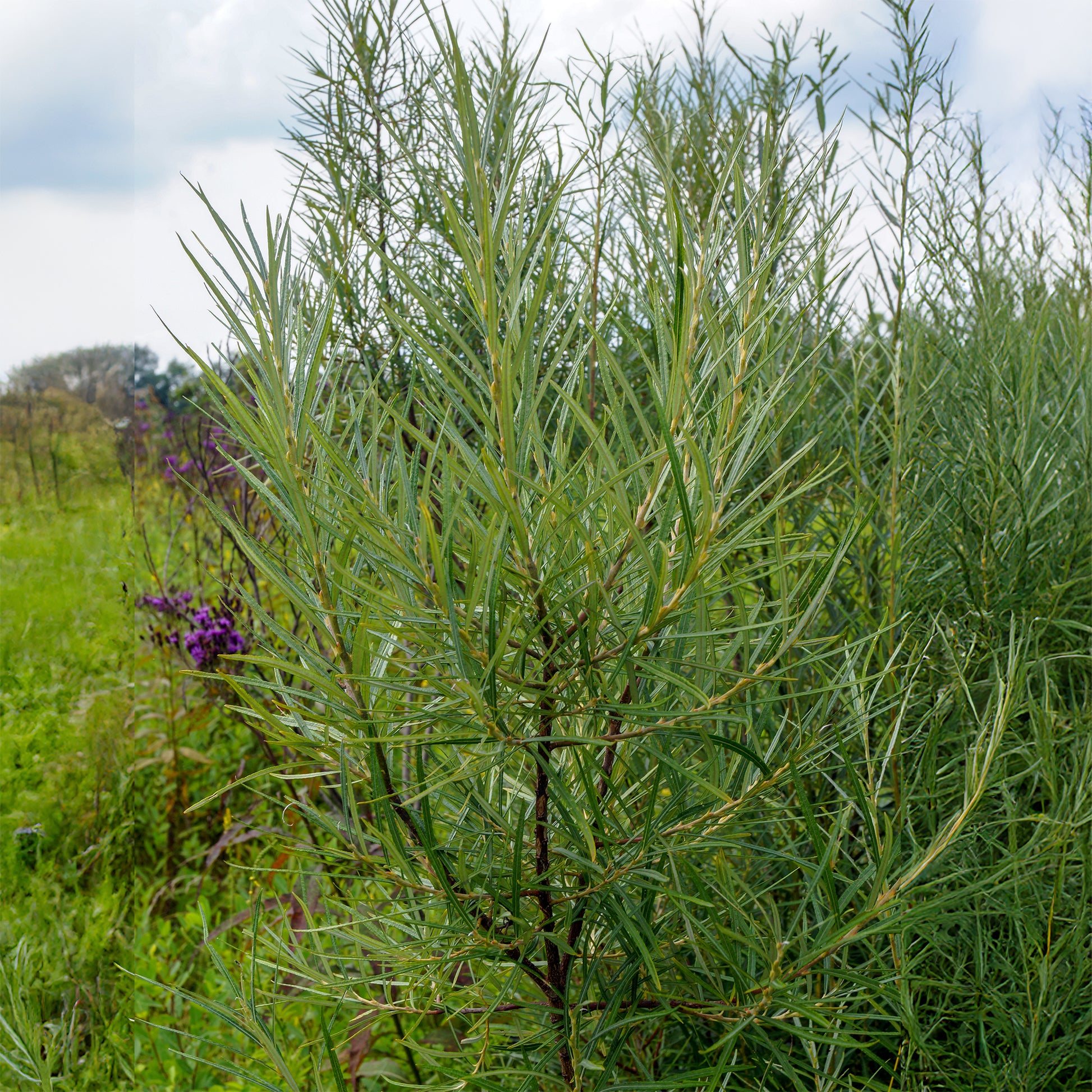 Schmalblättrige Weide ‘Angustifolia’ - Bakker