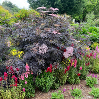 Sambucus - Holunder - Schwarzer Holunder Black Lace® - Sambucus nigra Black Lace®