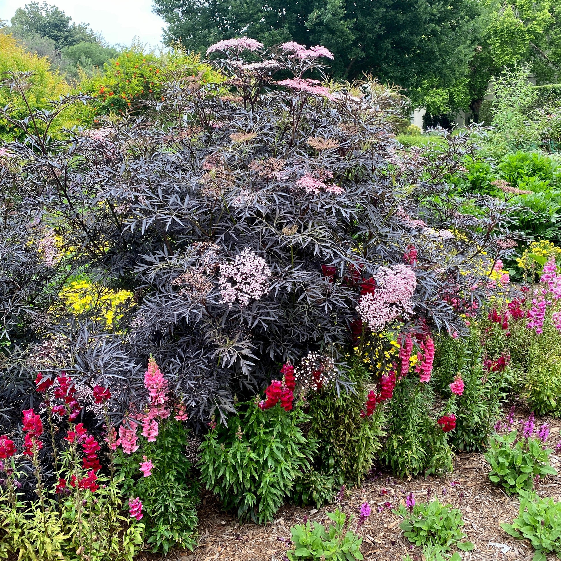 Sambucus - Holunder - Schwarzer Holunder Black Lace® - Sambucus nigra Black Lace®