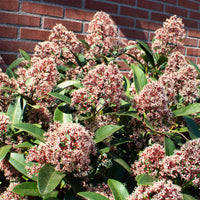 Skimmia - Skimmie - Japanische Skimmia Rubella - Skimmia japonica Rubella