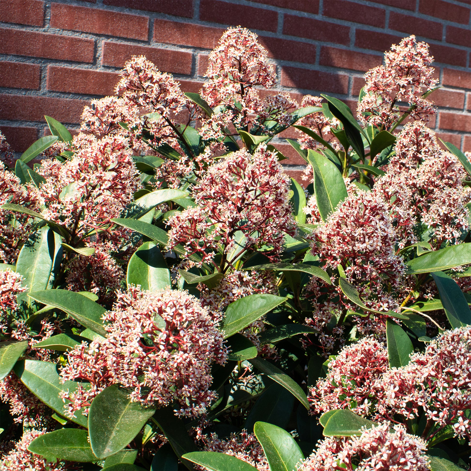 Skimmia - Skimmie - Japanische Skimmia Rubella - Skimmia japonica Rubella