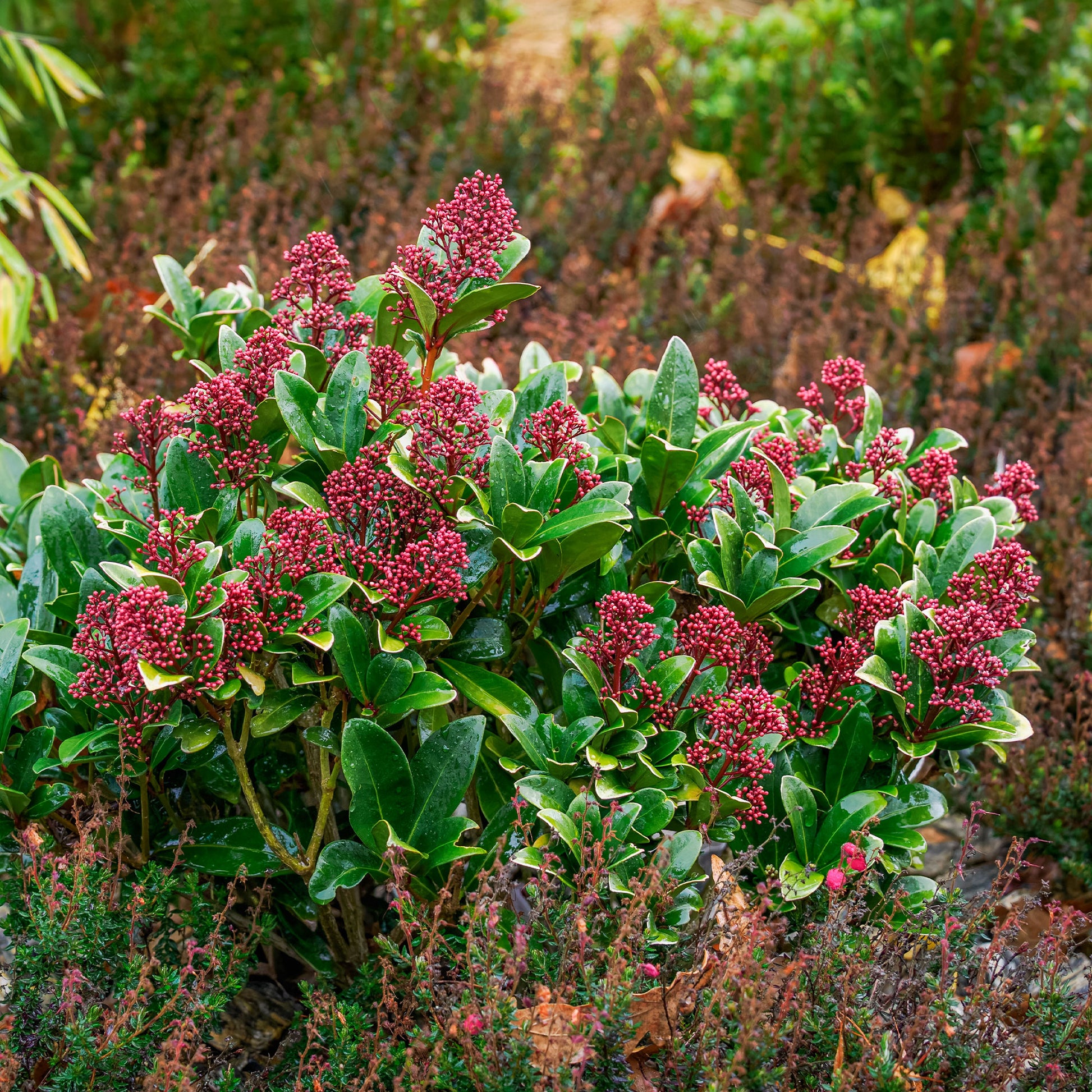Japanische Skimmia Rubella - Skimmia - Skimmie - Bakker
