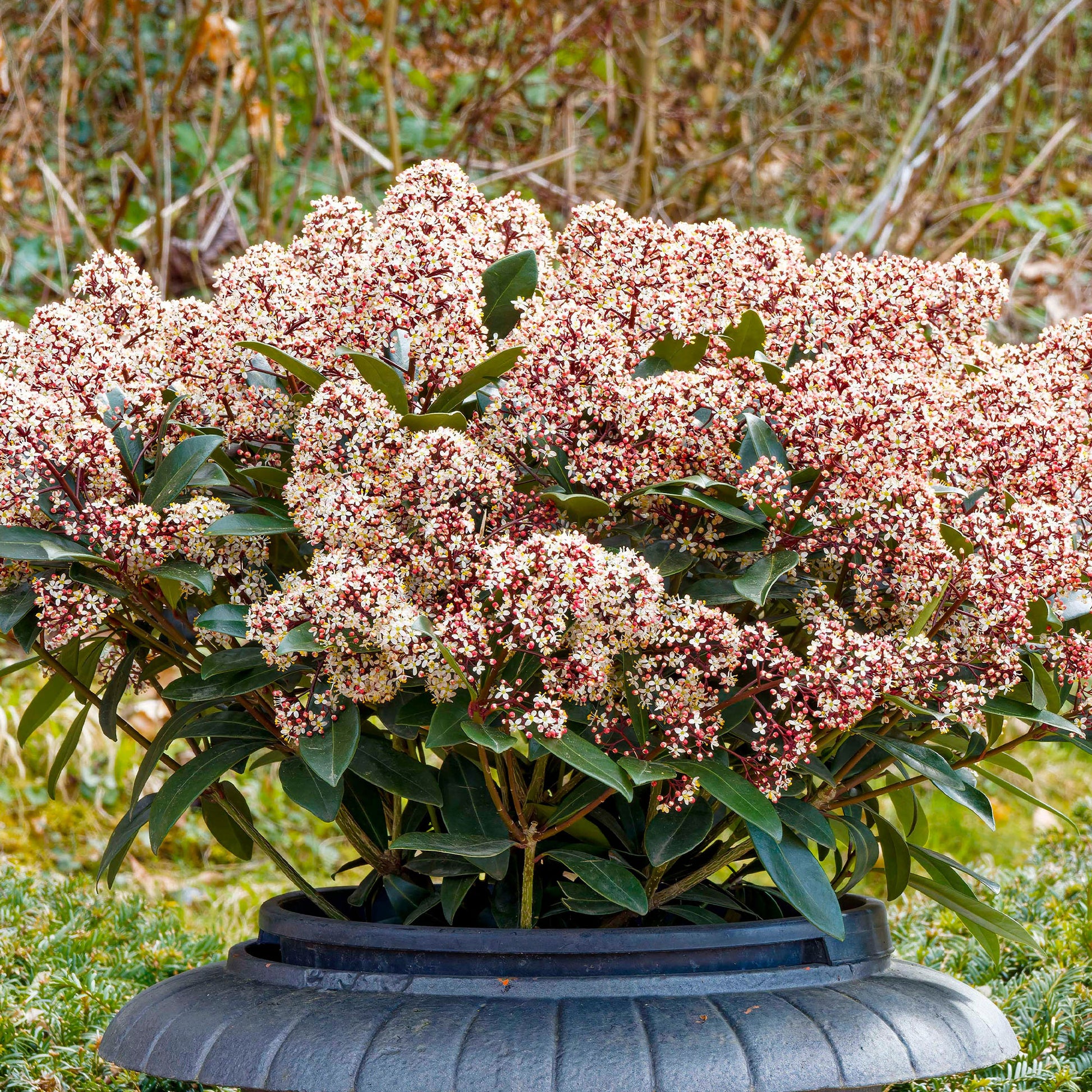 Verkauf Japanische Skimmia Rubella