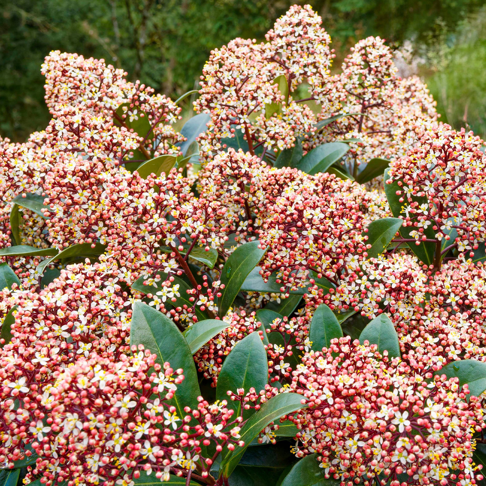 Verkauf Japanische Skimmia Rubella - Skimmia japonica Rubella