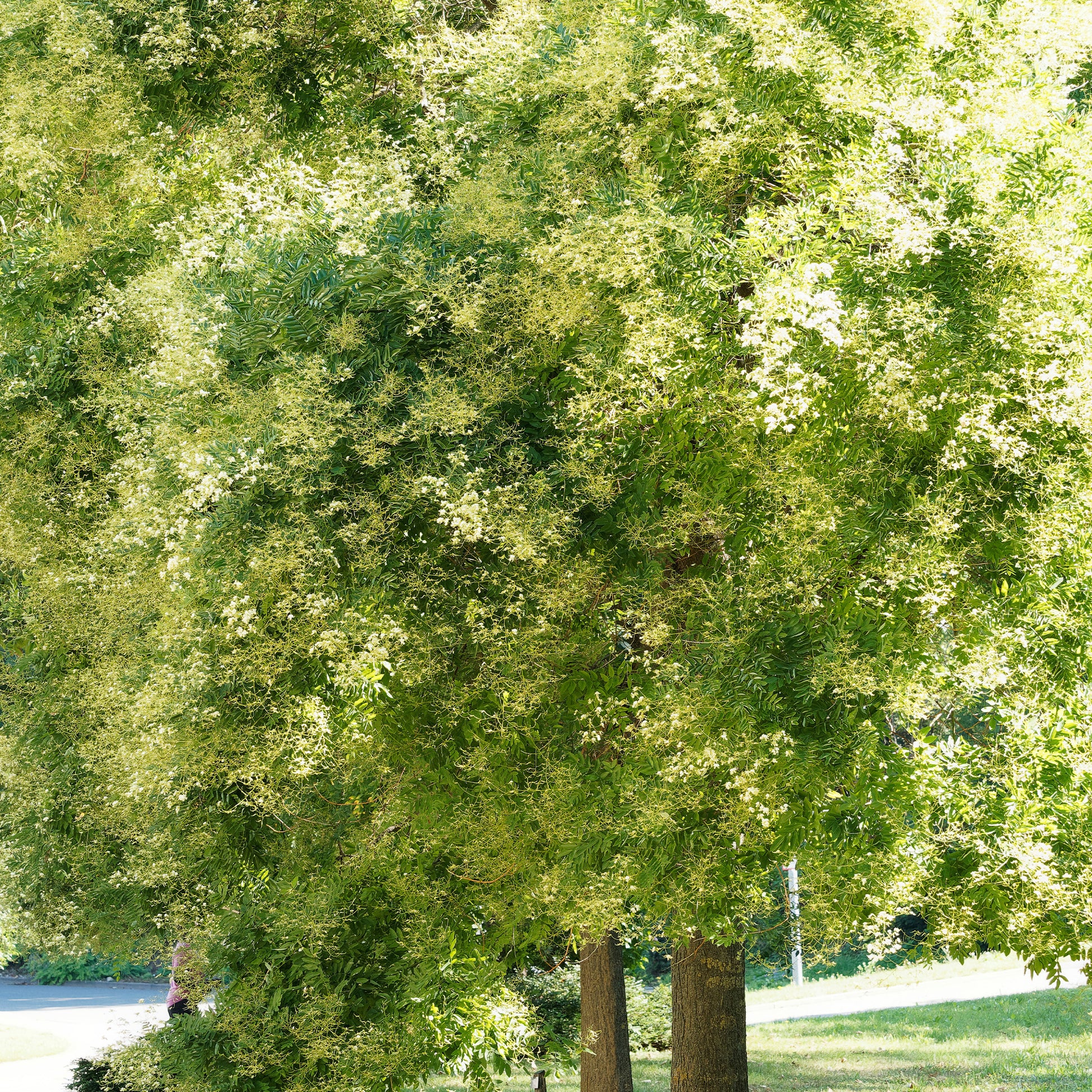 Japanischer Schnurbaum - Bakker