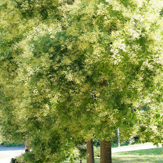 Japanischer Schnurbaum - Bakker