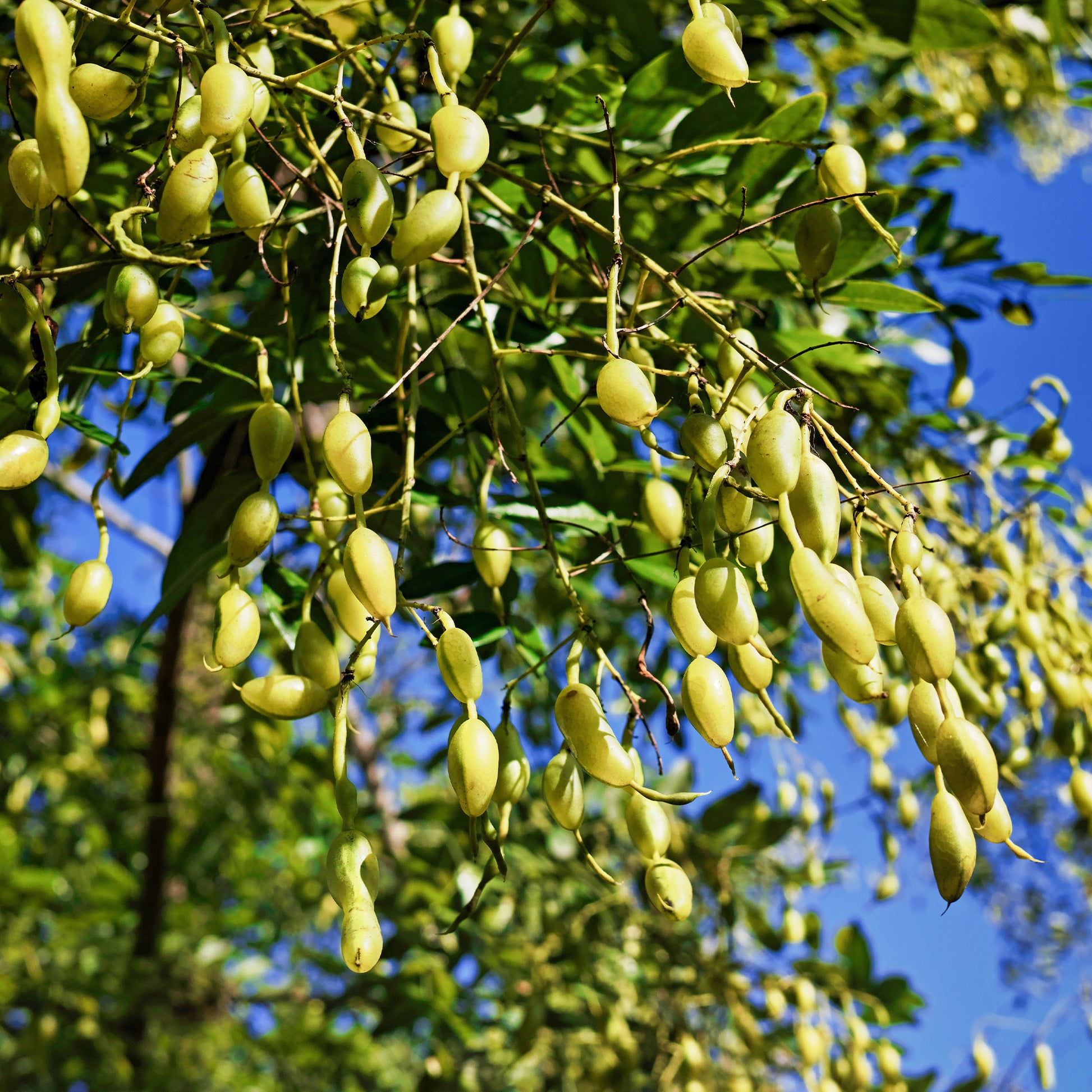 Sophora japonica - Japanischer Schnurbaum - Bäume