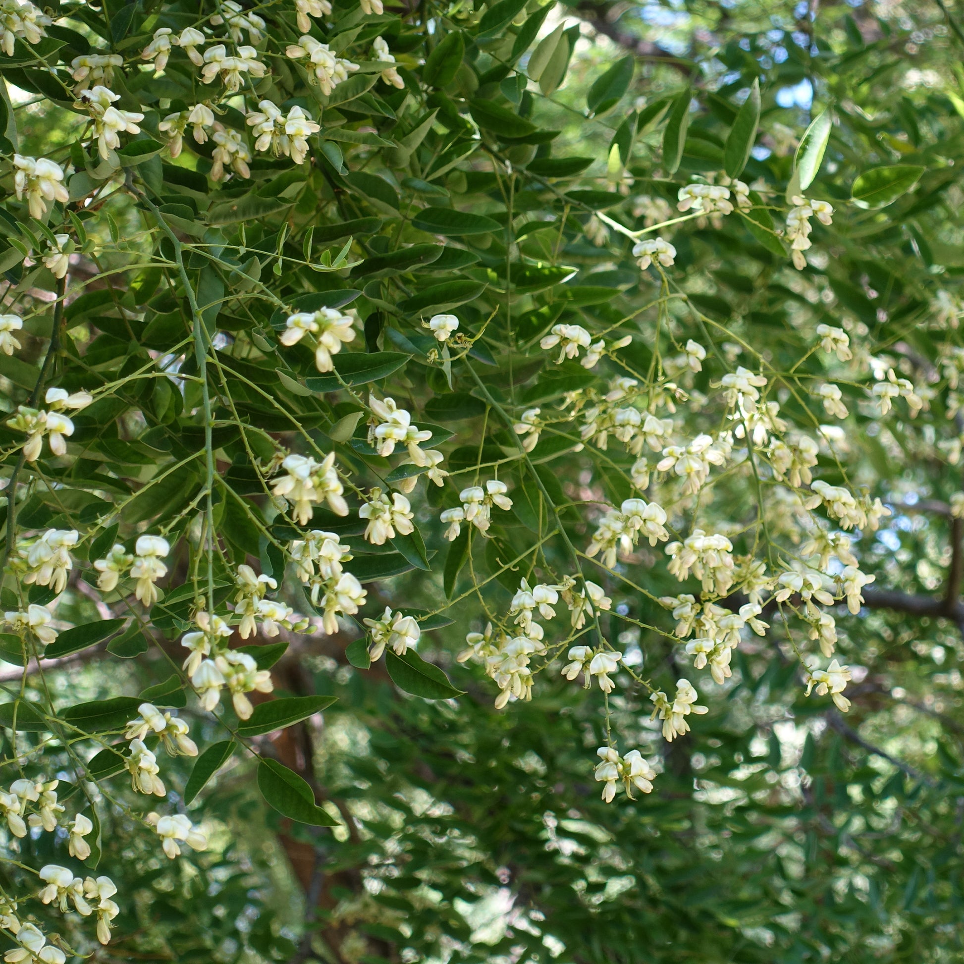 Bäume - Japanischer Schnurbaum - Sophora japonica