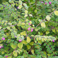 Symphoricarpos - Schneebeere - Schneebeere Hancock - Symphoricarpos chenaultii Hancock