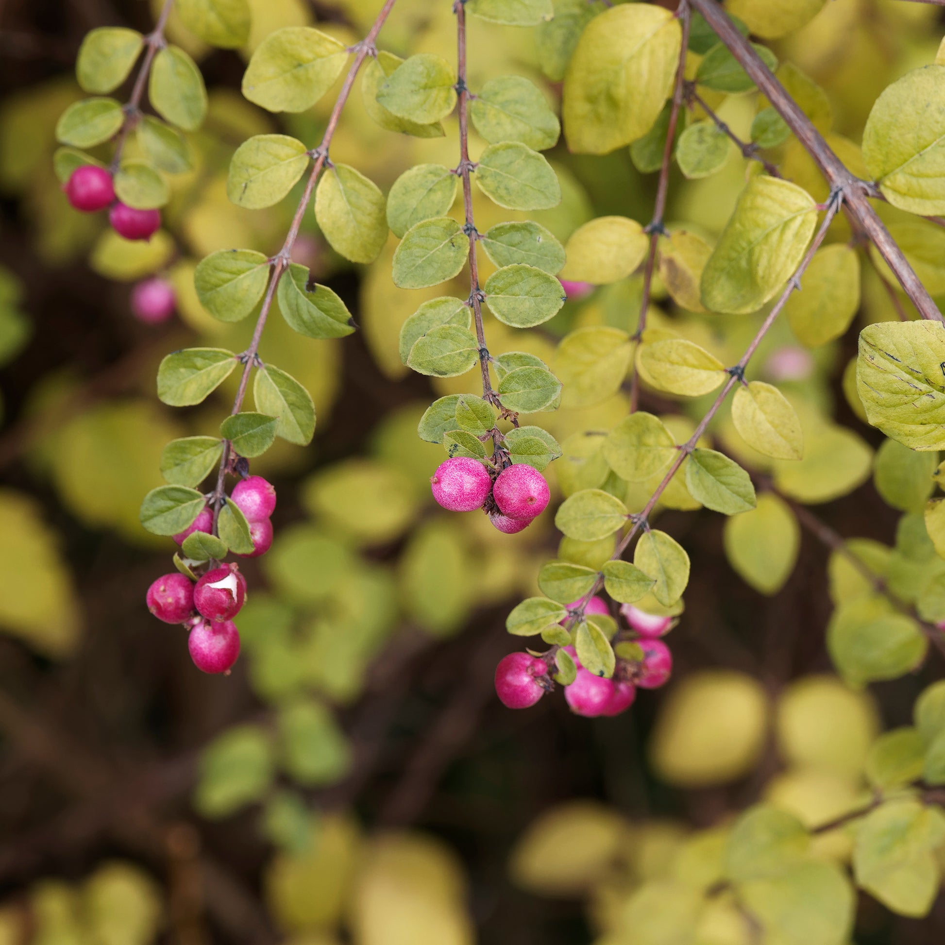 Schneebeere Hancock - Symphoricarpos chenaultii Hancock - Bakker