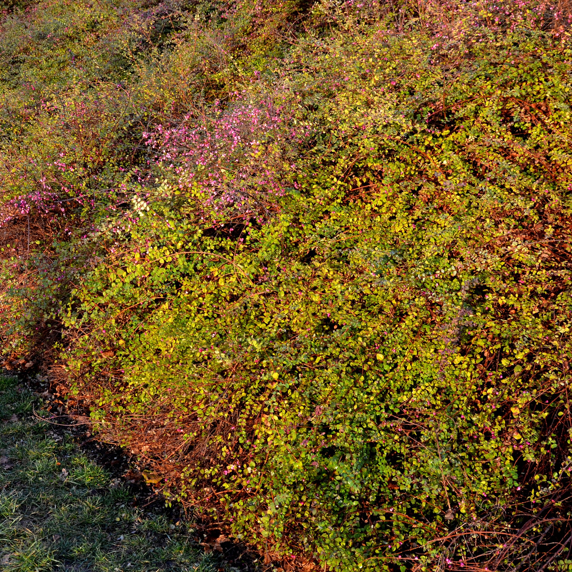 Symphoricarpos chenaultii Hancock - Schneebeere Hancock - Symphoricarpos - Schneebeere