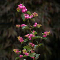 Symphoricarpos Sofie - Schneebeere 'Sofie' - Heckensträucher