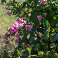 Schneebeere 'Sofie' - Symphoricarpos Sofie - Bakker