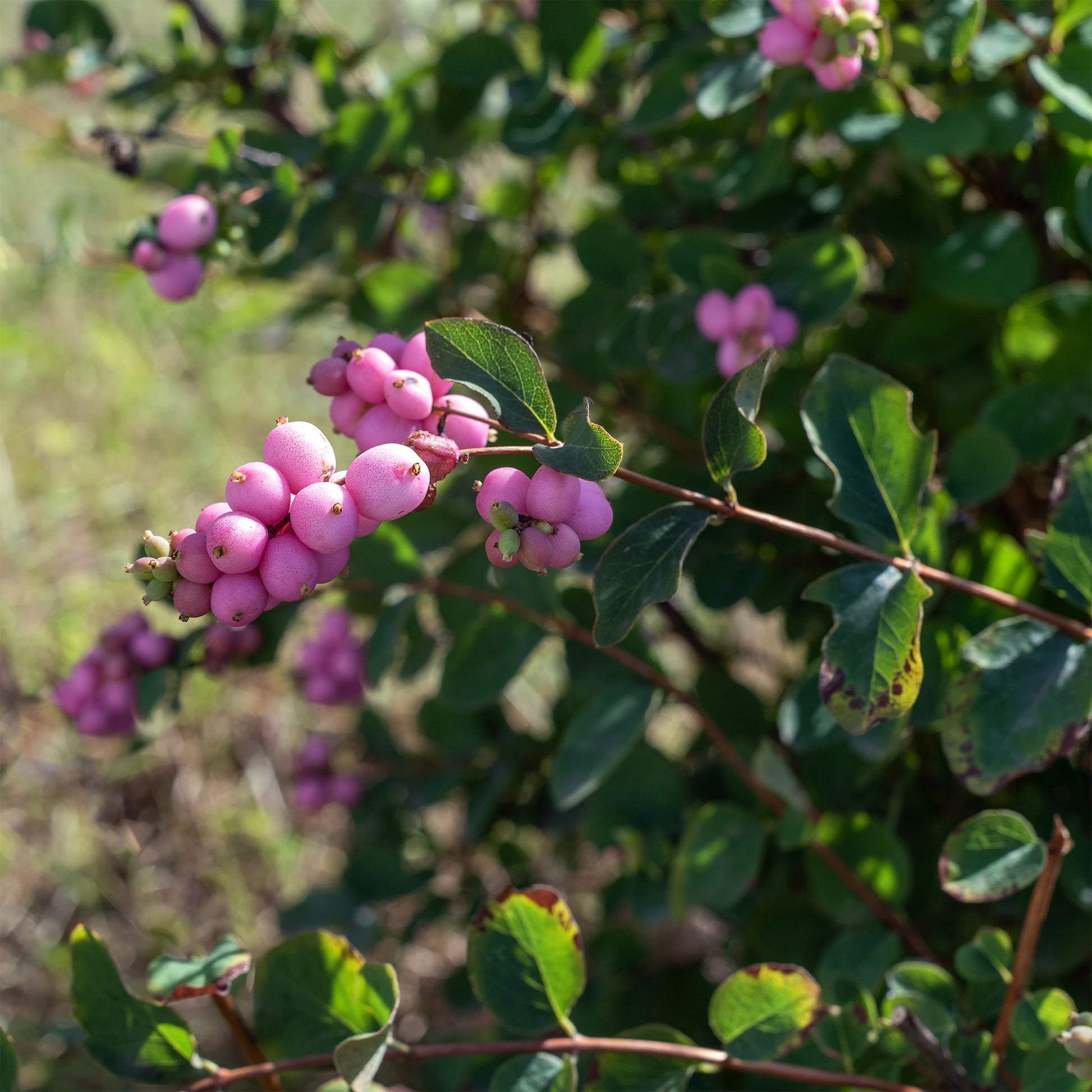 Schneebeere 'Sofie' - Symphoricarpos Sofie - Bakker