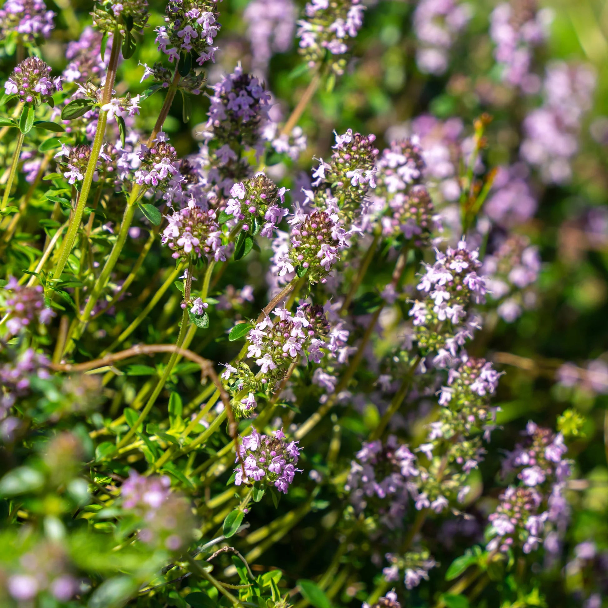 Thymus serphyllum, Sedum acre , Sedum spurium - 3 bodendeckende Stauden - Stauden