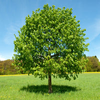 Verkauf Großblättrige Linde - Tilia platyphyllos