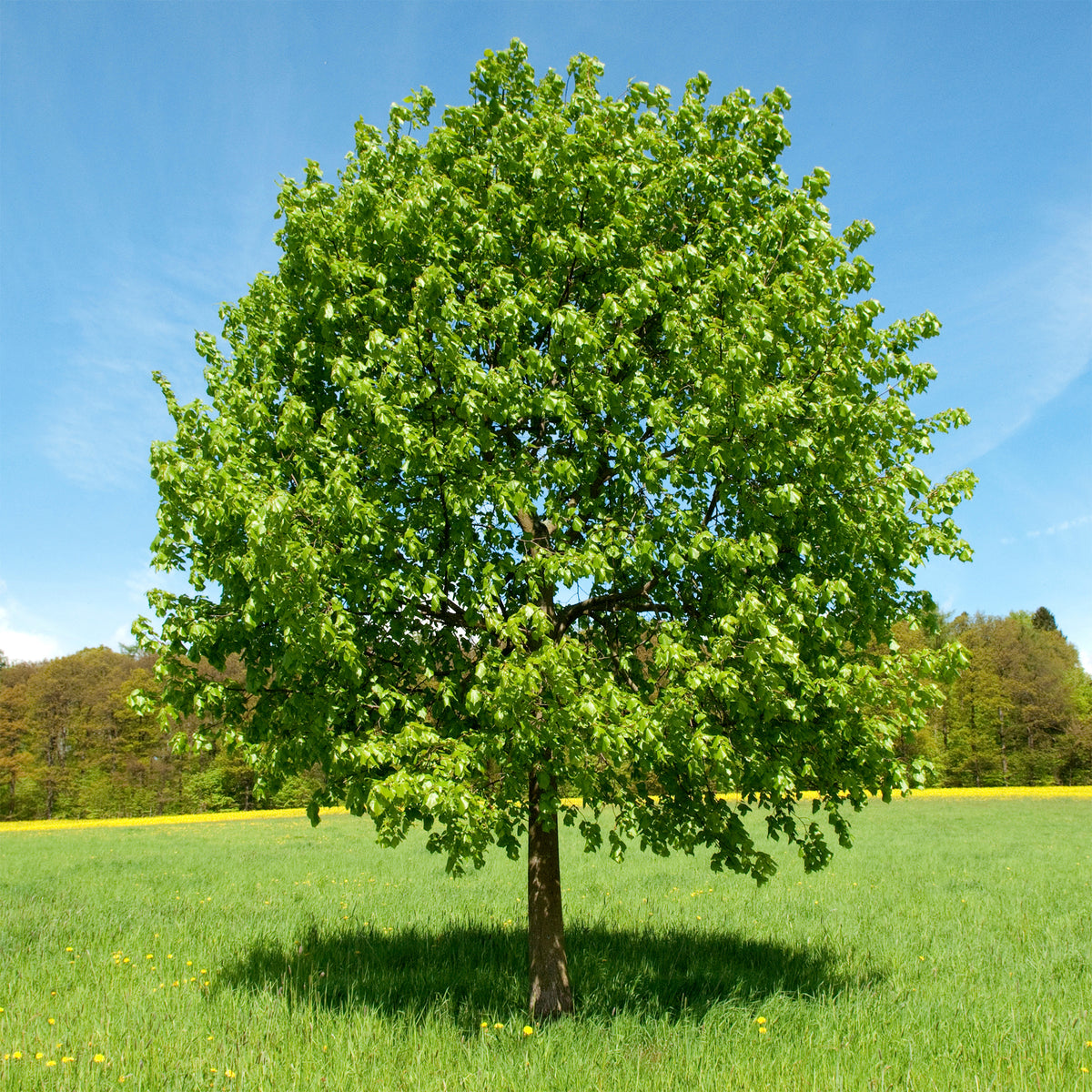 Verkauf Großblättrige Linde - Tilia platyphyllos