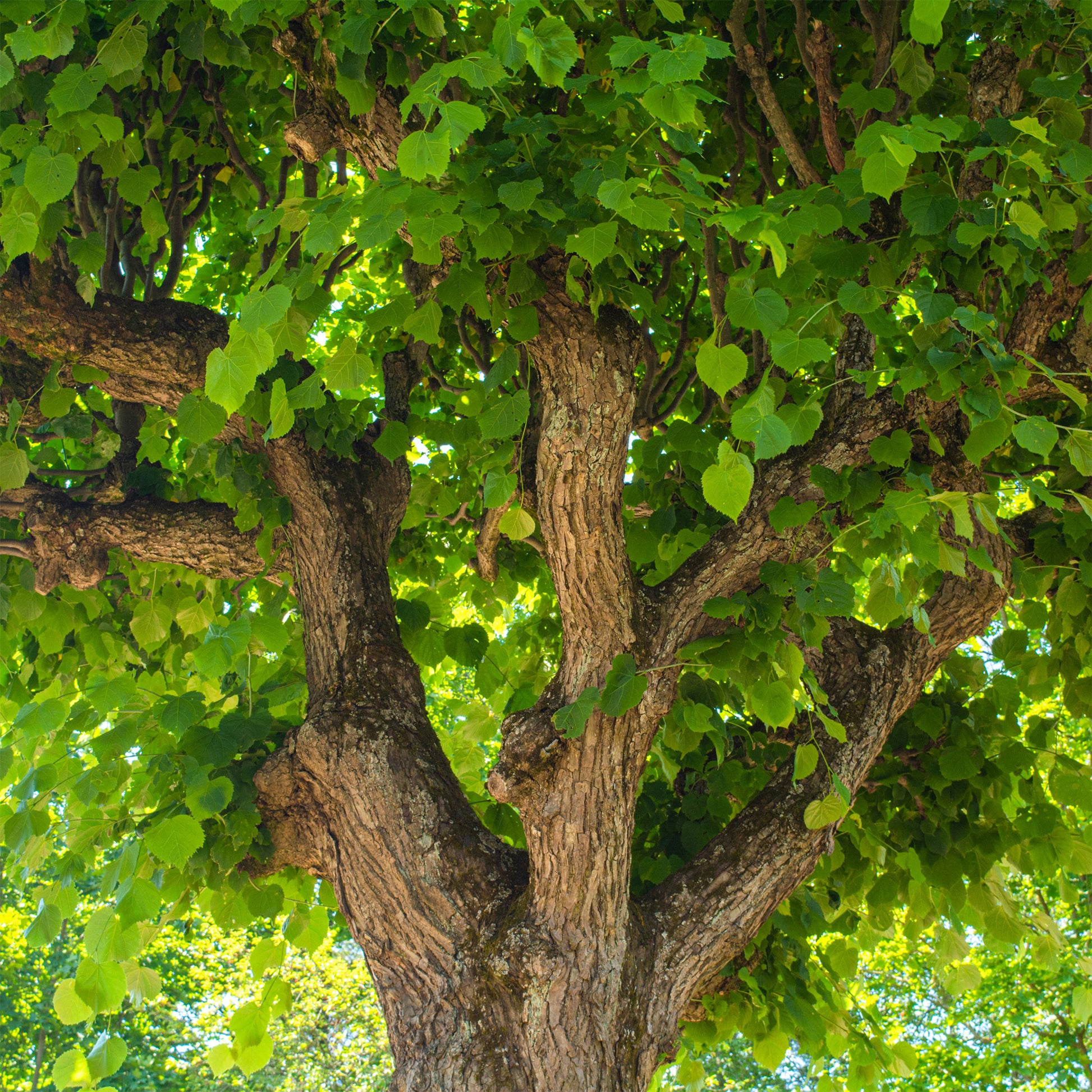 Linde - Großblättrige Linde - Tilia platyphyllos
