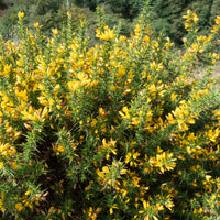 Europäischer Stechginster - Ulex europaeus - Bakker