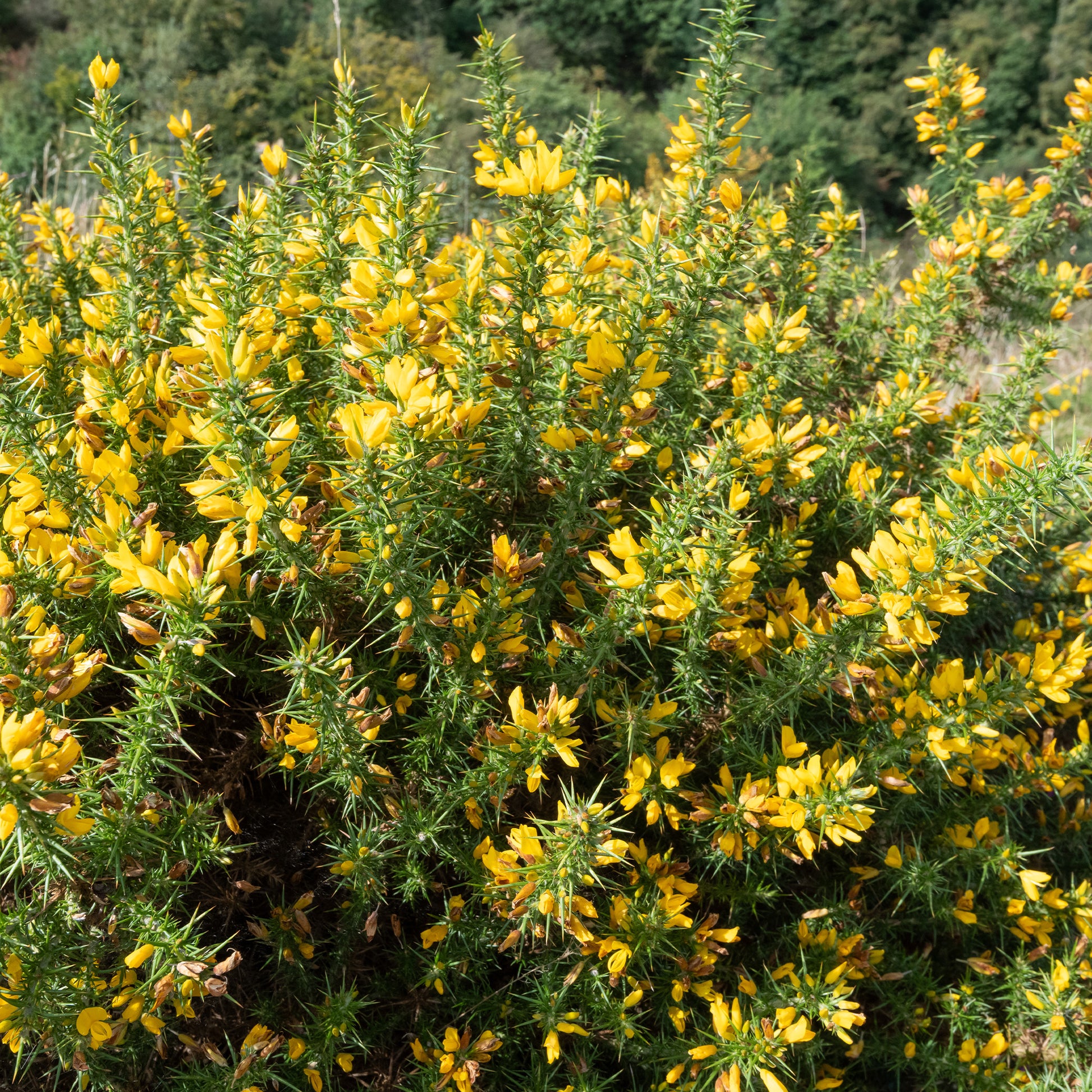 Europäischer Stechginster - Ulex europaeus - Bakker