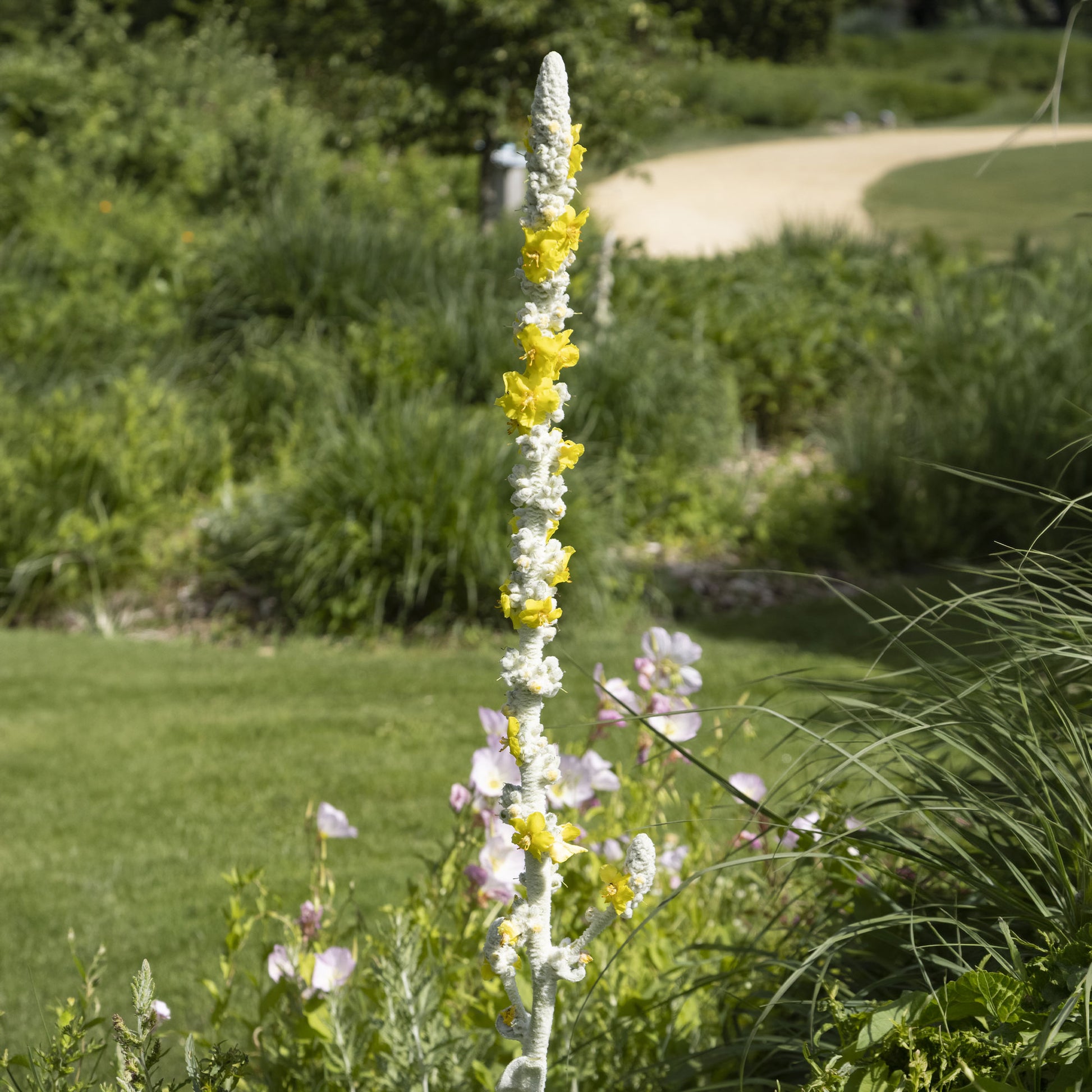 Königskerze - Verbascum bombyciferum - Bakker