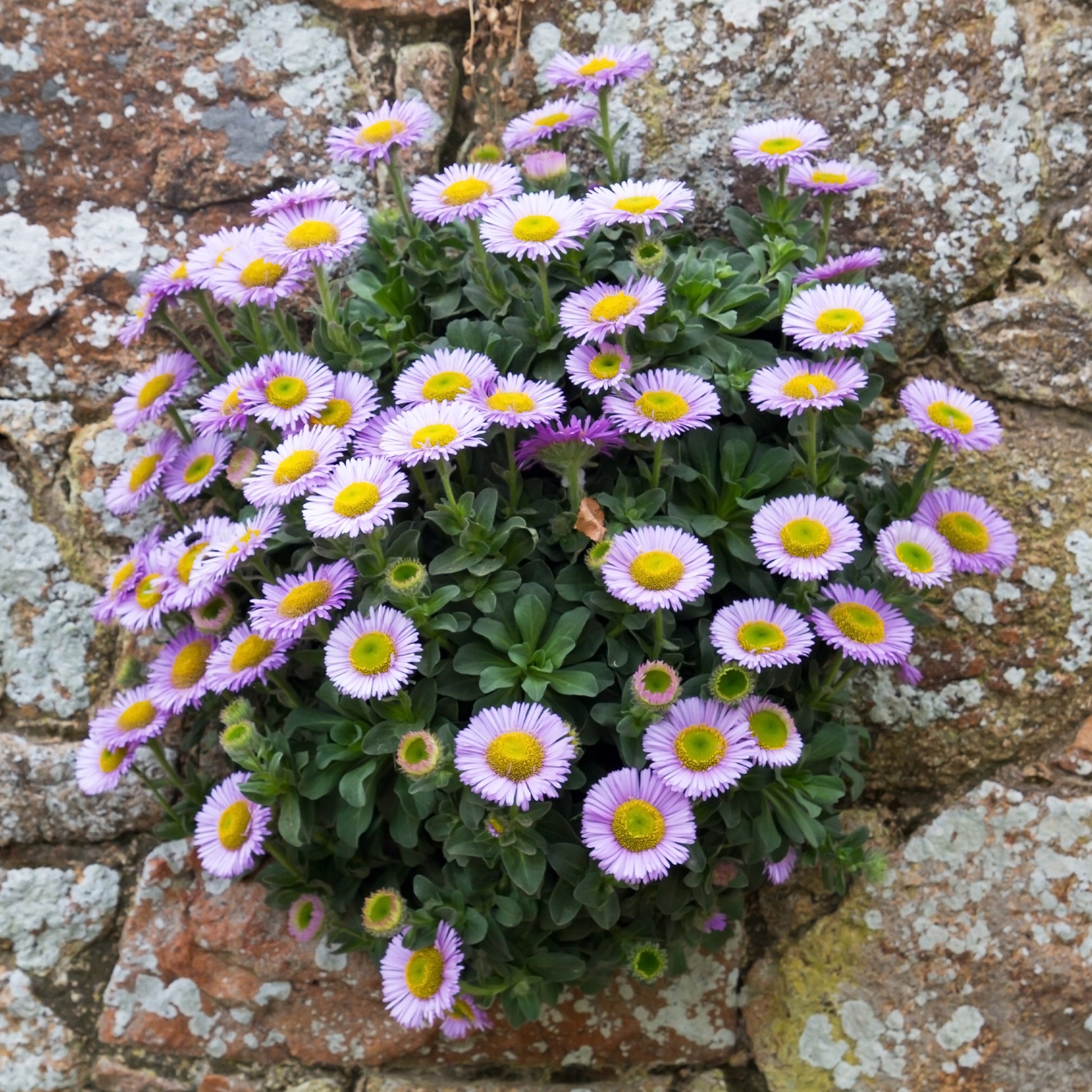 Erigeron glaucus - Strand-Berufkraut - Erigeron