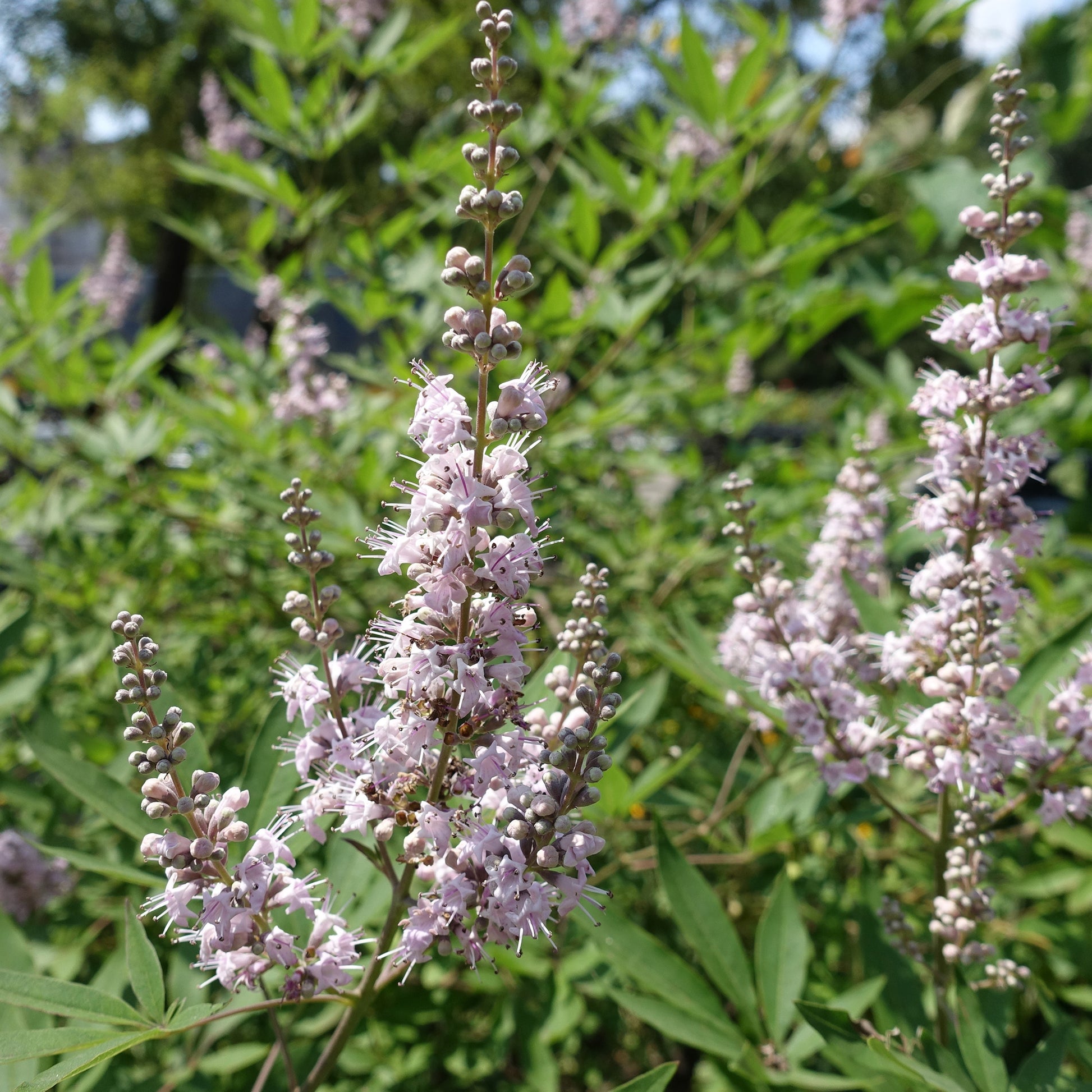 Vitex agnus-castus Pink Pinnacle - Zwerg-Mönchspfeffer Pink Pinnacle - Blühende Sträucher