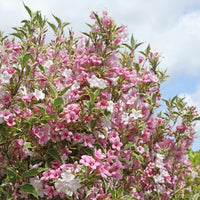 Weigela - Weigelie - Weigelie florida Variegata - Weigela florida Variegata