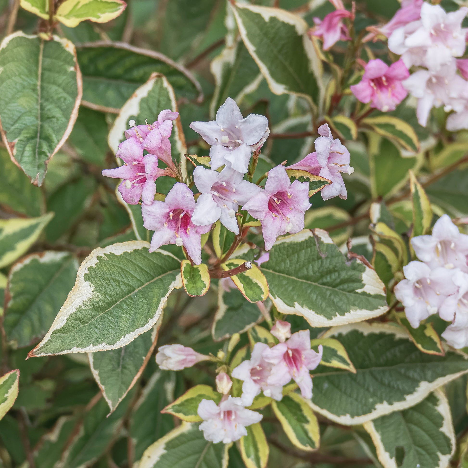 Weigela florida Variegata - Weigelie florida Variegata - Weigela - Weigelie