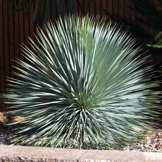 Palmlilie ‘Yucca rostrata’ - Bakker