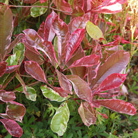 Verkauf Glanzmispel ‘Louise’ - Photinia x fraseri Louise
