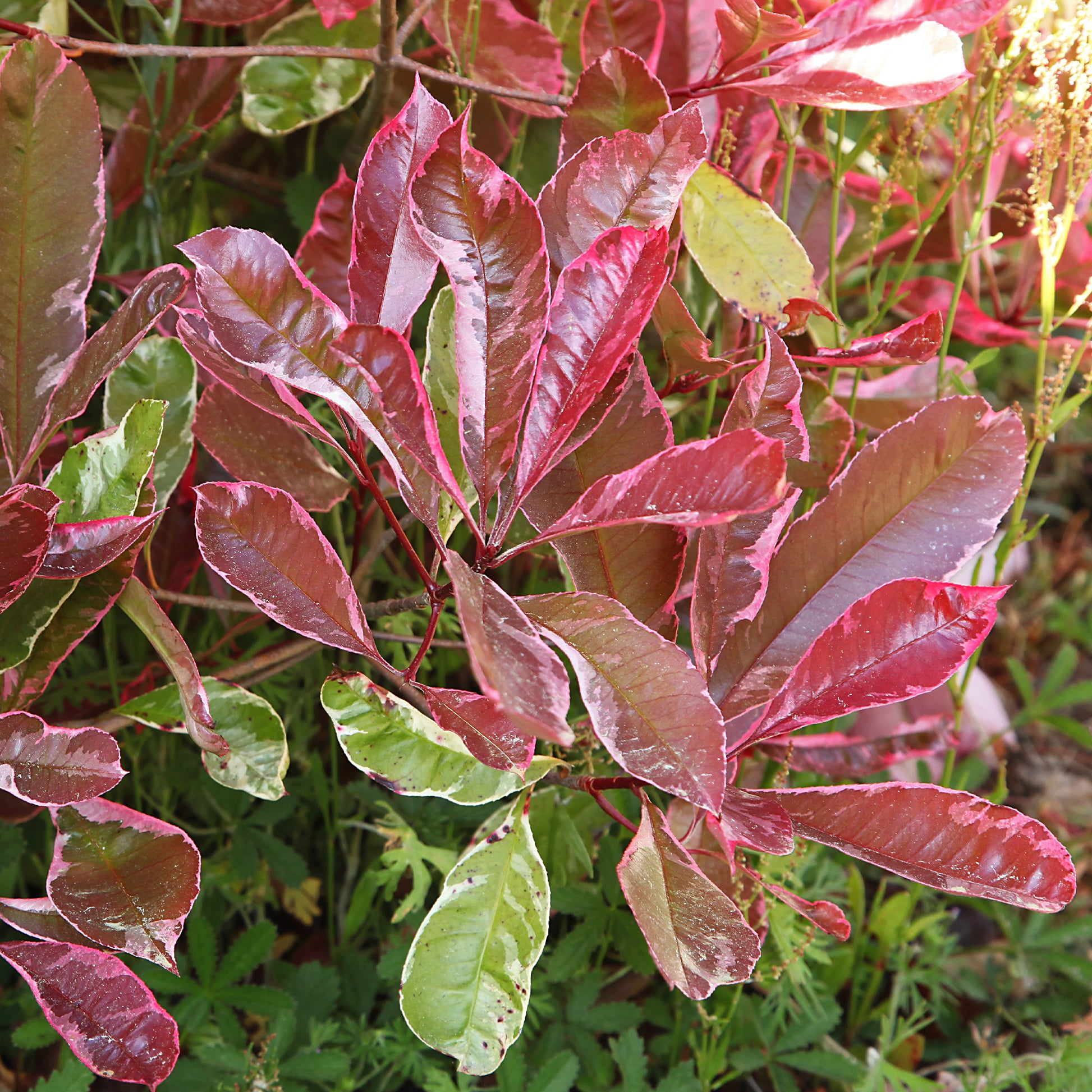 Verkauf Glanzmispel ‘Louise’ - Photinia x fraseri Louise