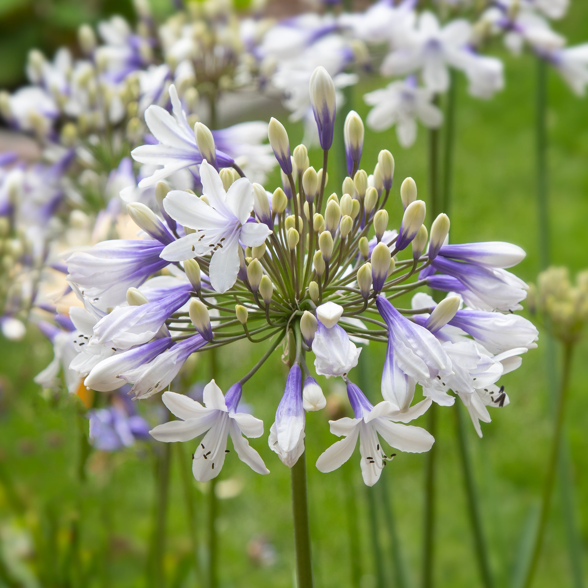 Agapanthus Queen Mum - Schmucklilie ‘Queen Mum’ - Agapanthus