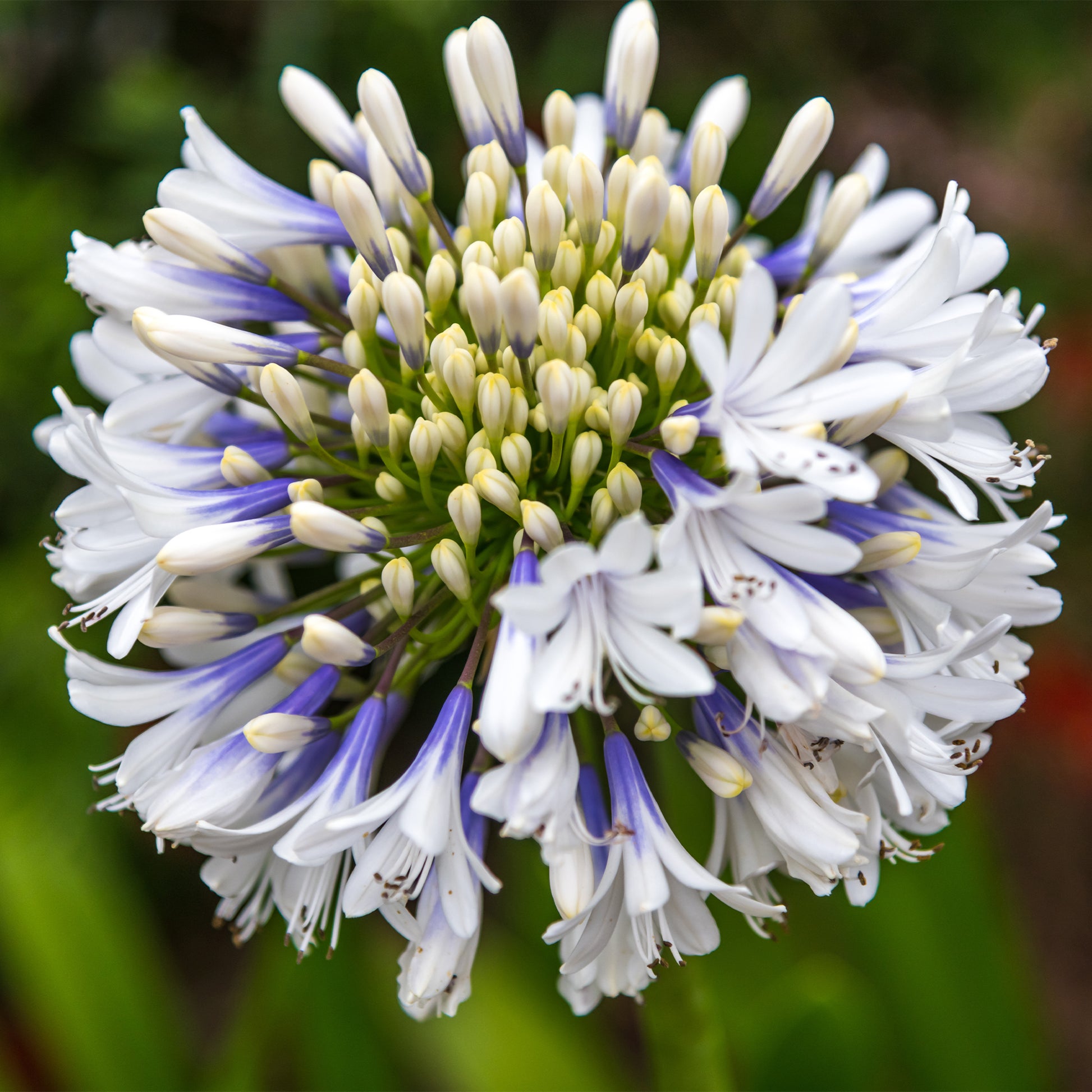 Schmucklilie ‘Queen Mum’ - Bakker