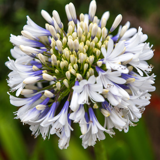 Schmucklilie ‘Queen Mum’ - Bakker