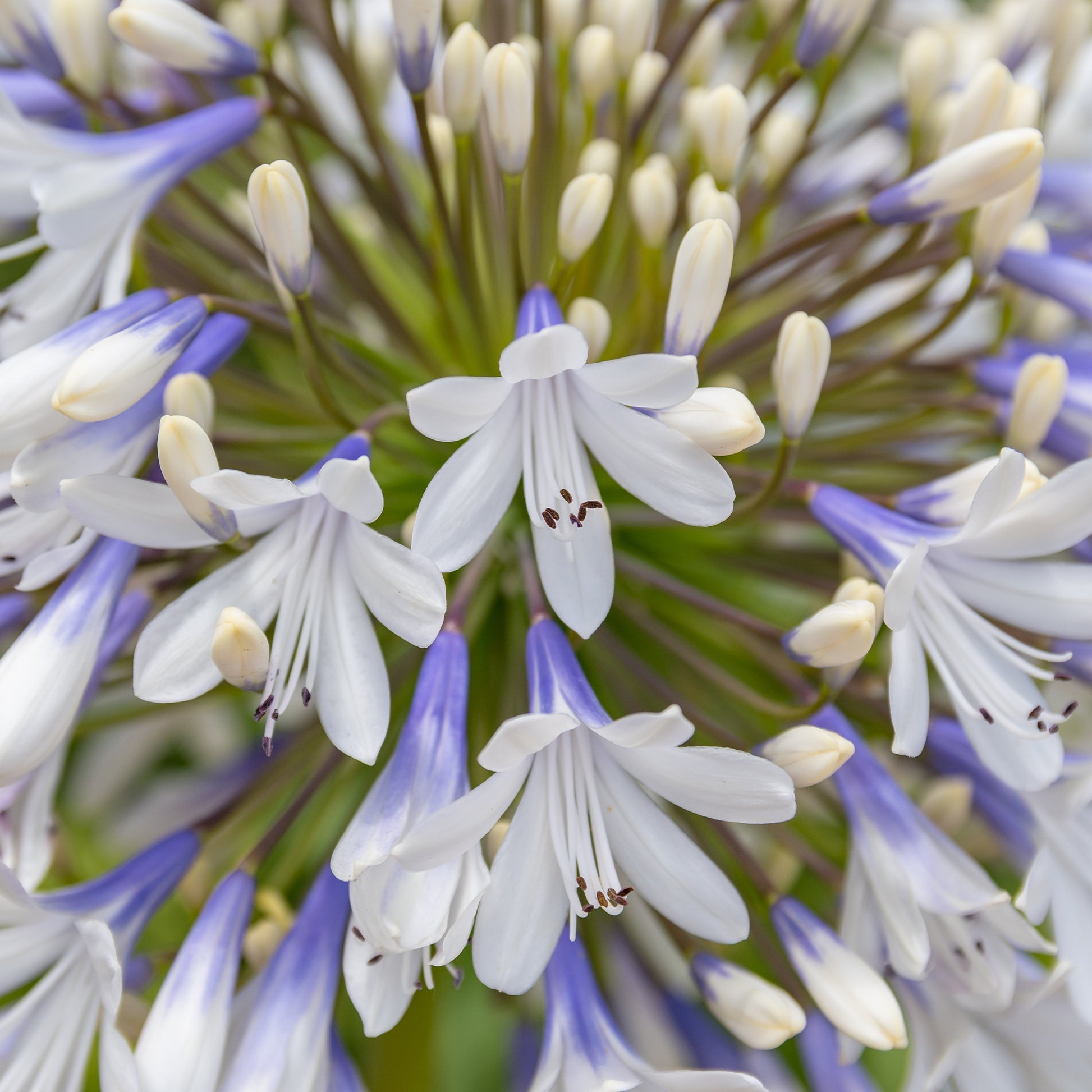 Agapanthus - Schmucklilie ‘Queen Mum’ - Agapanthus Queen Mum