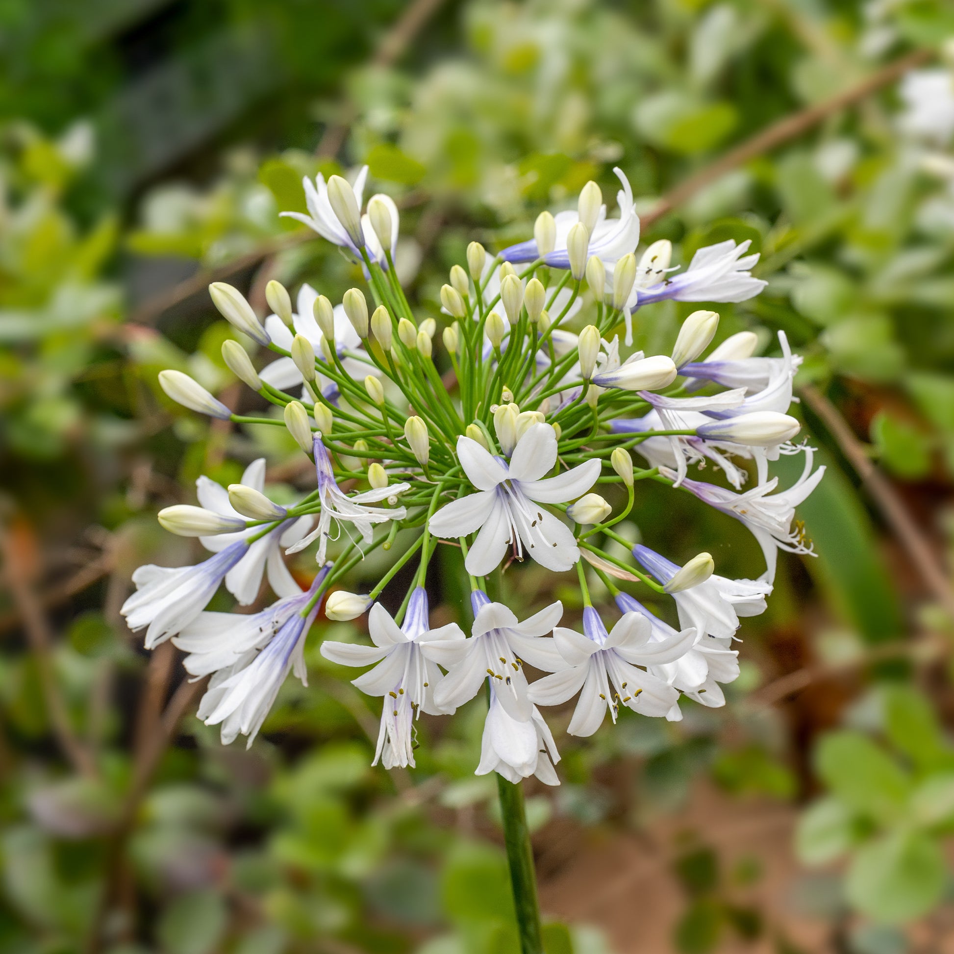 Schmucklilie ‘Queen Mum’ - Agapanthus Queen Mum - Bakker