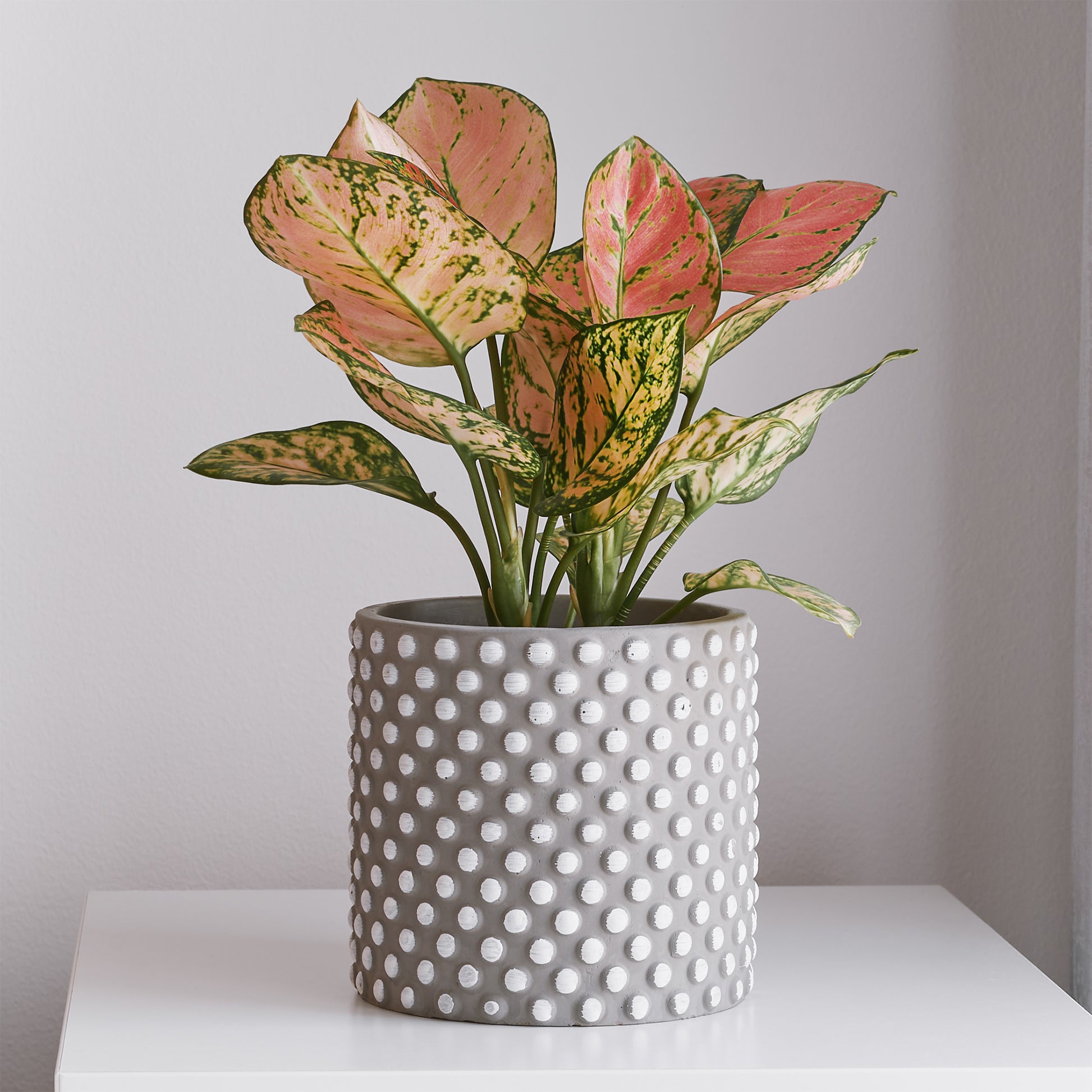 Aglaonema ‘Pink Star’ - Aglaonema Pink Star - Bakker