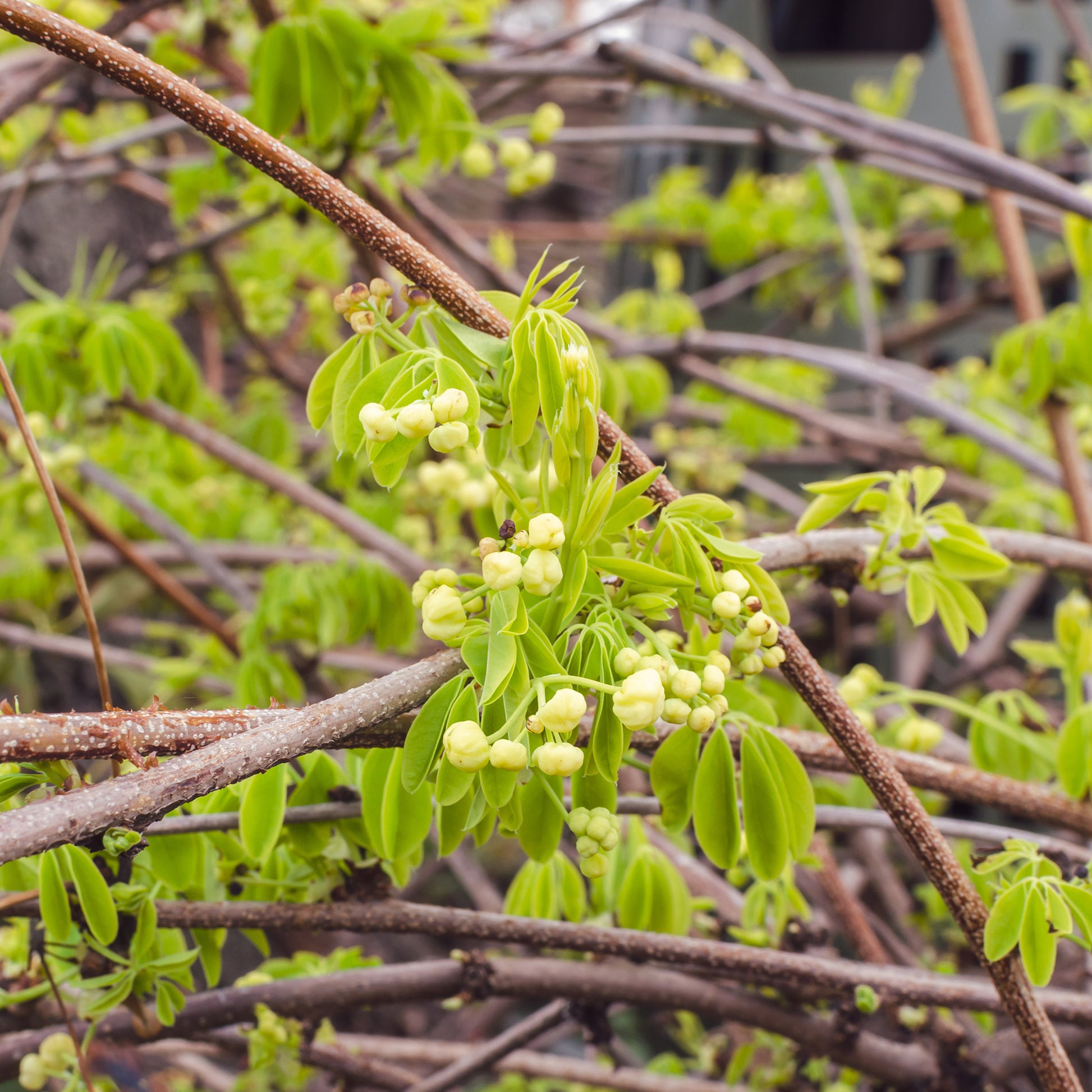Klettergurke 'Alba' - Akebia quinata Alba - Bakker