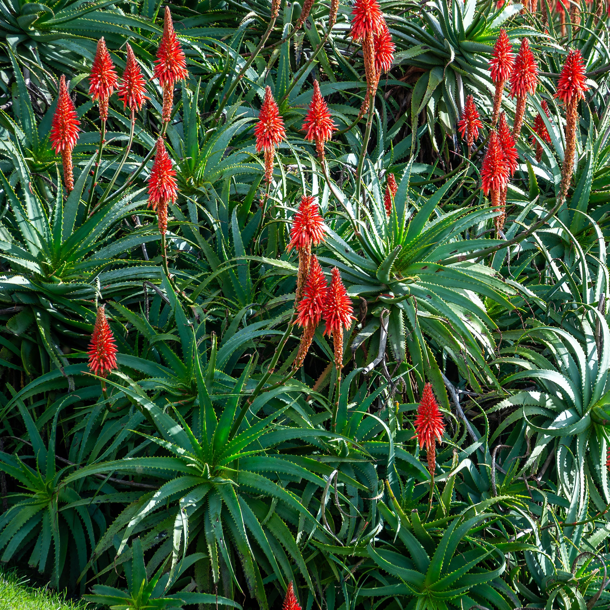 Baum-Aloe - Bakker
