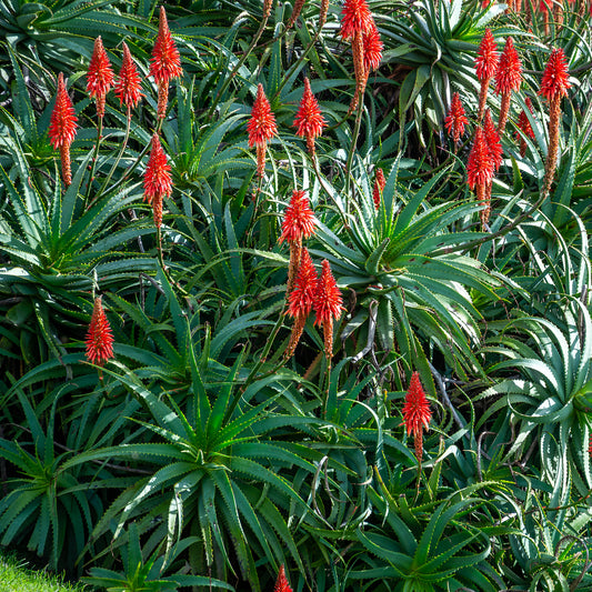 Baum-Aloe - Bakker