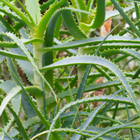 Stauden - Baum-Aloe - Aloe arborescens