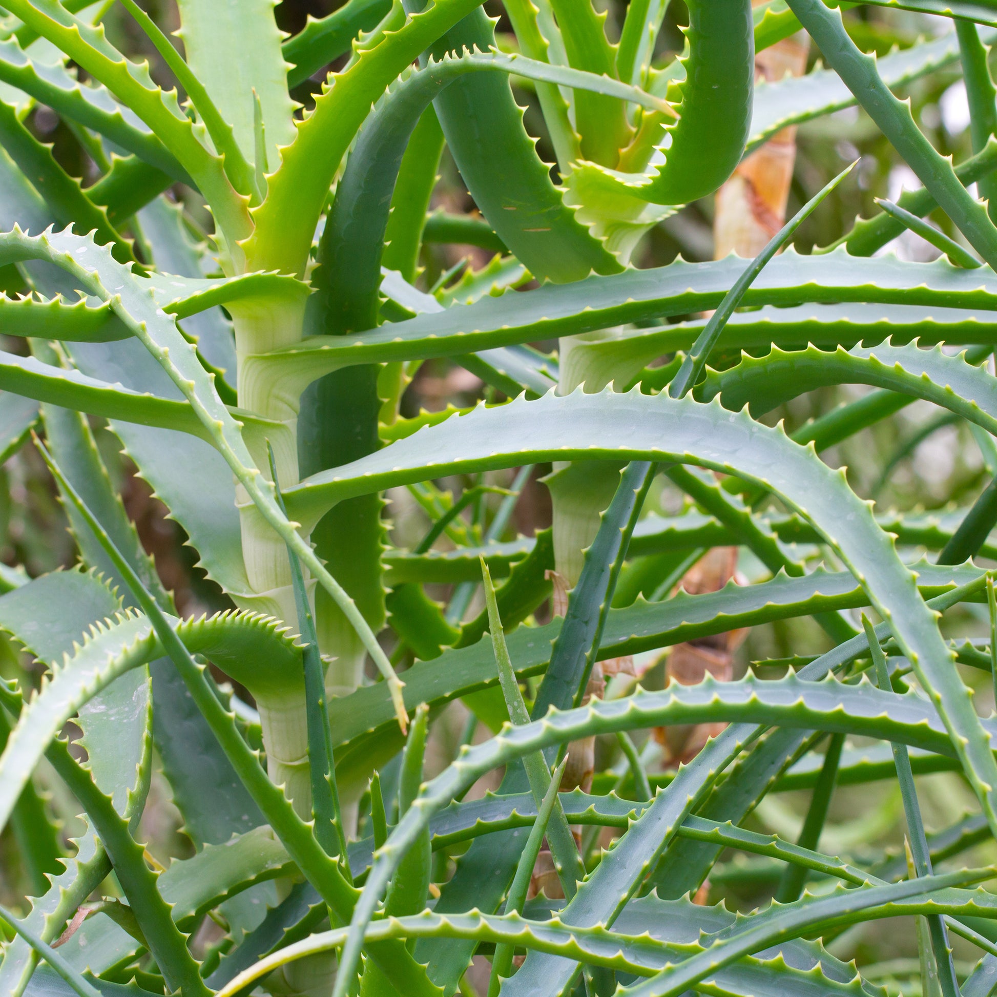 Stauden - Baum-Aloe - Aloe arborescens