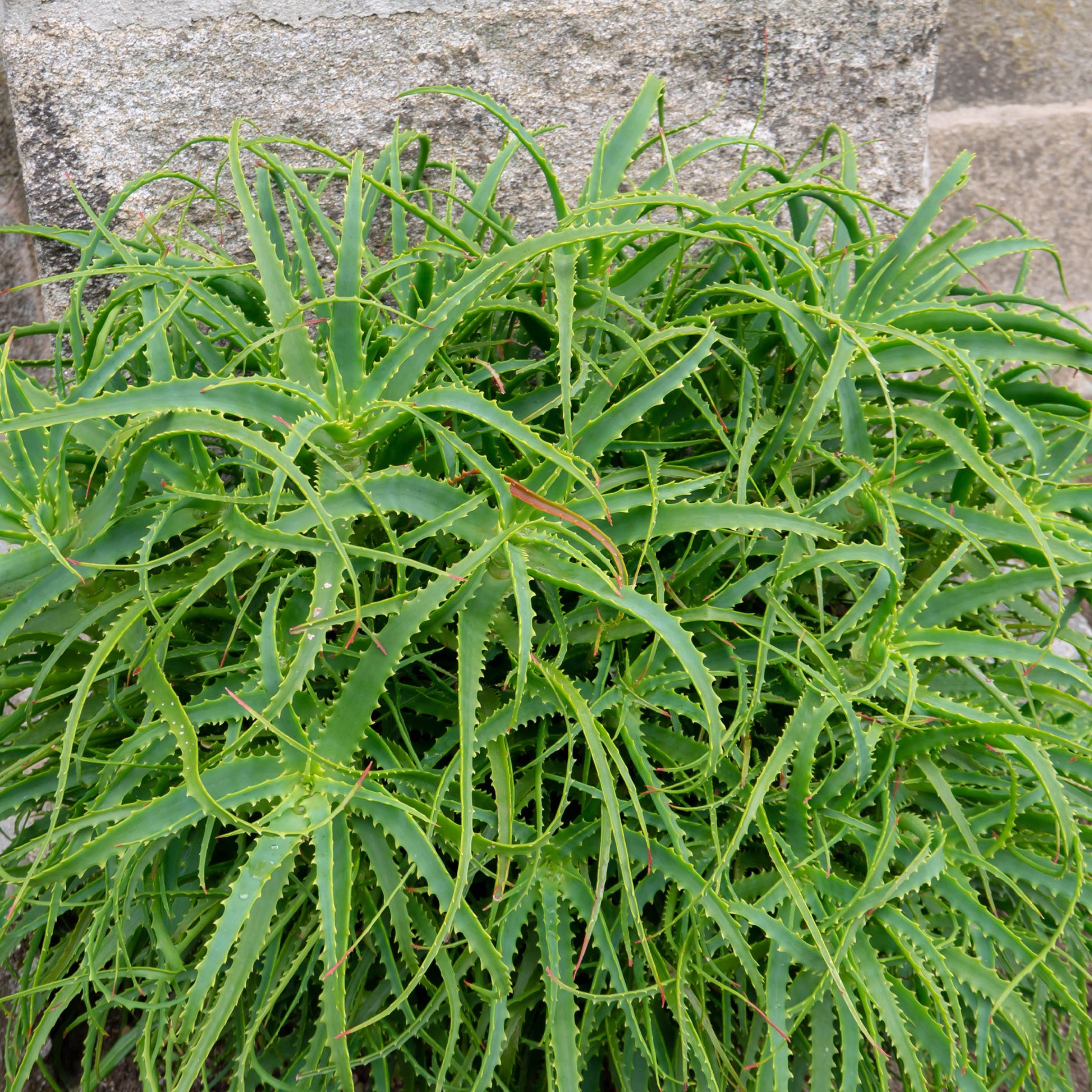 Baum-Aloe - Aloe arborescens - Bakker