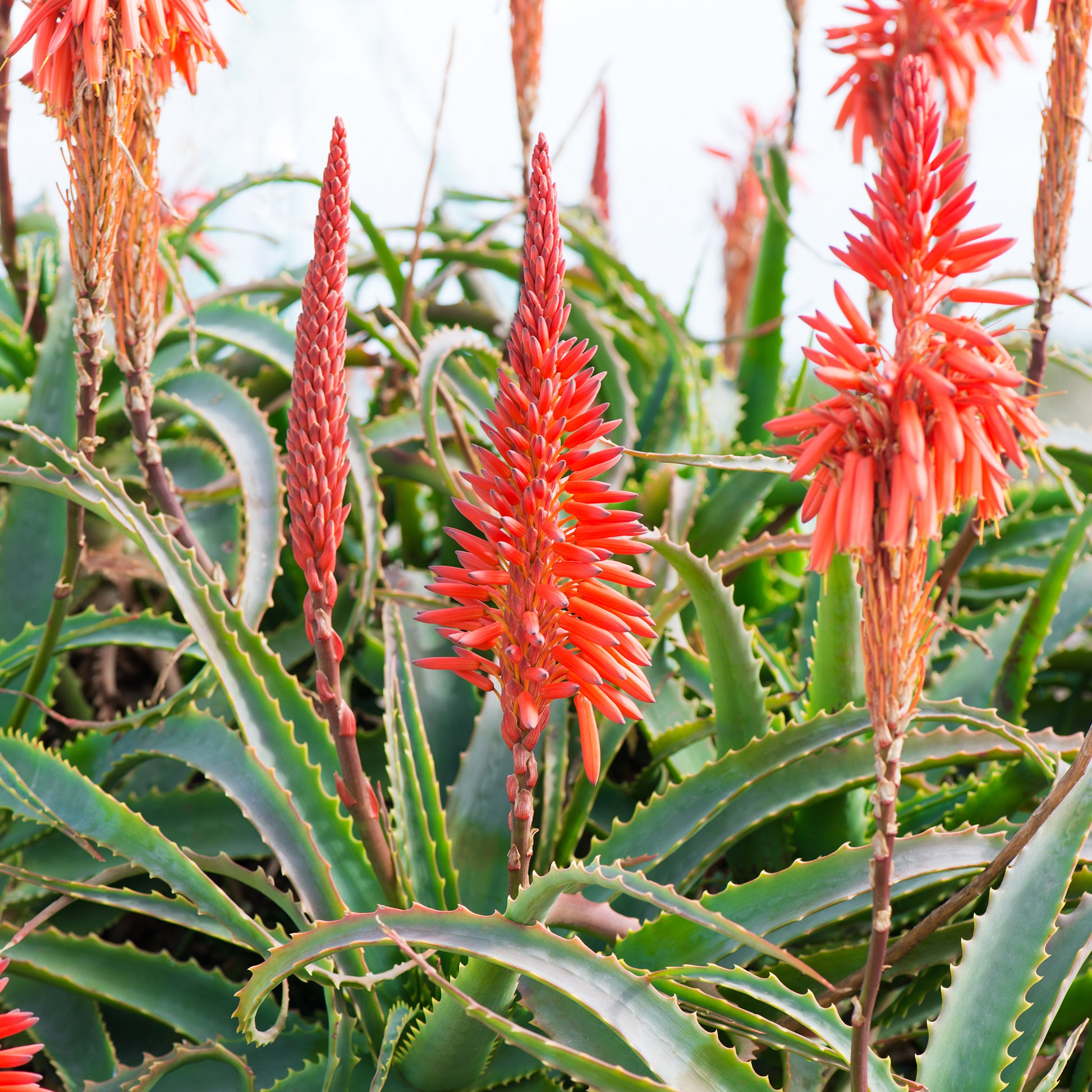 Aloe arborescens - Baum-Aloe - Stauden