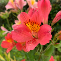 Alstroemeria Little Miss Zoé ® - Inkalilie ‘Little Miss Zoe’® - Alstroemeria - Inkalilie