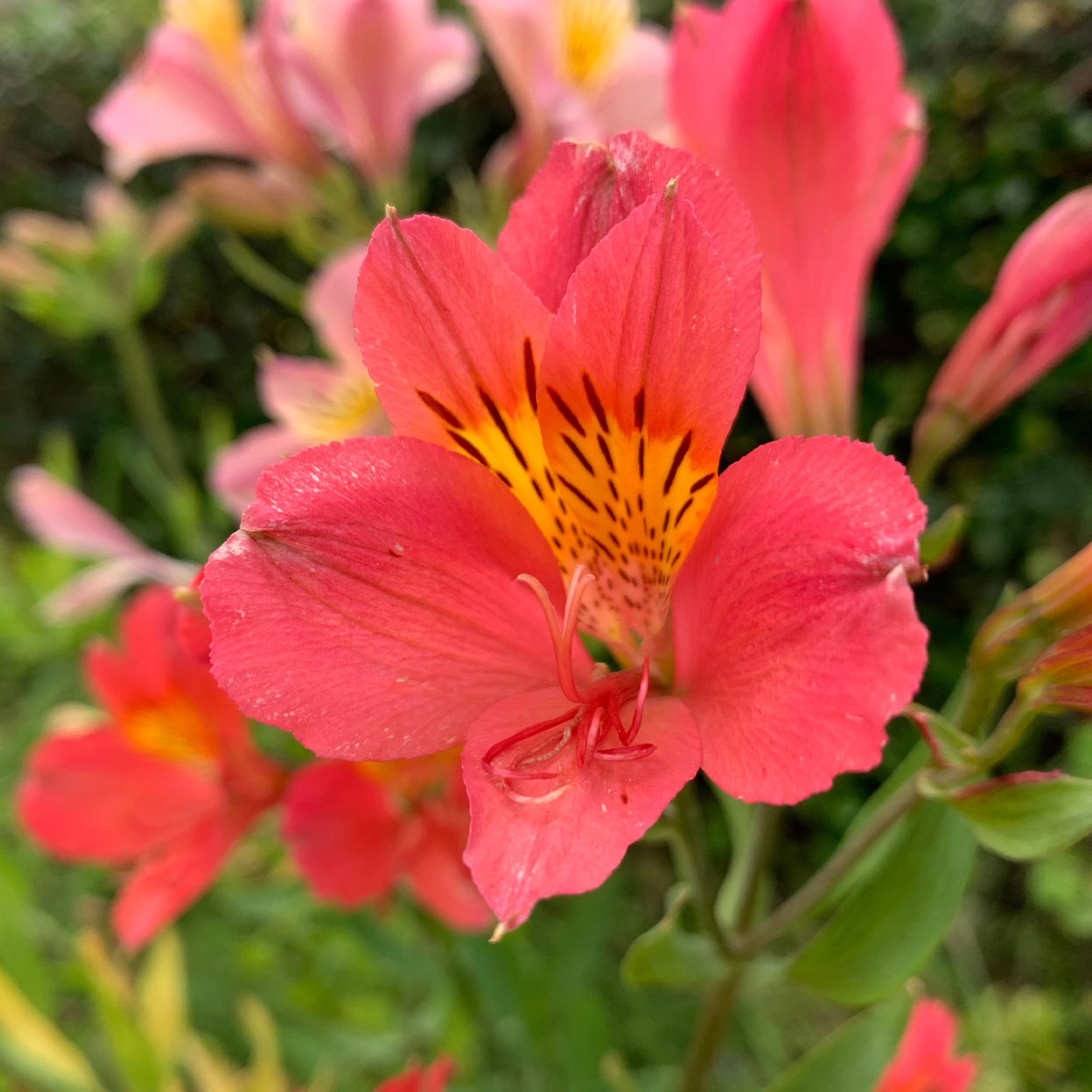 Alstroemeria Little Miss Zoé ® - Inkalilie ‘Little Miss Zoe’® - Alstroemeria - Inkalilie